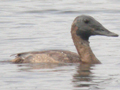 Canvasback